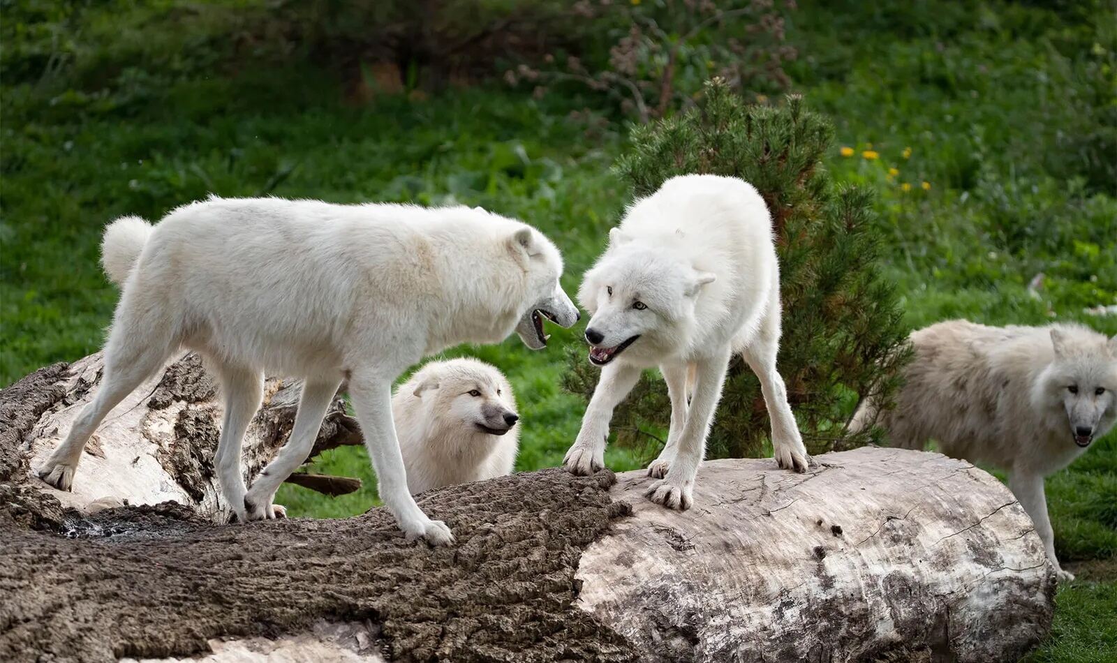 18-interesting-facts-about-the-arctic-wolf