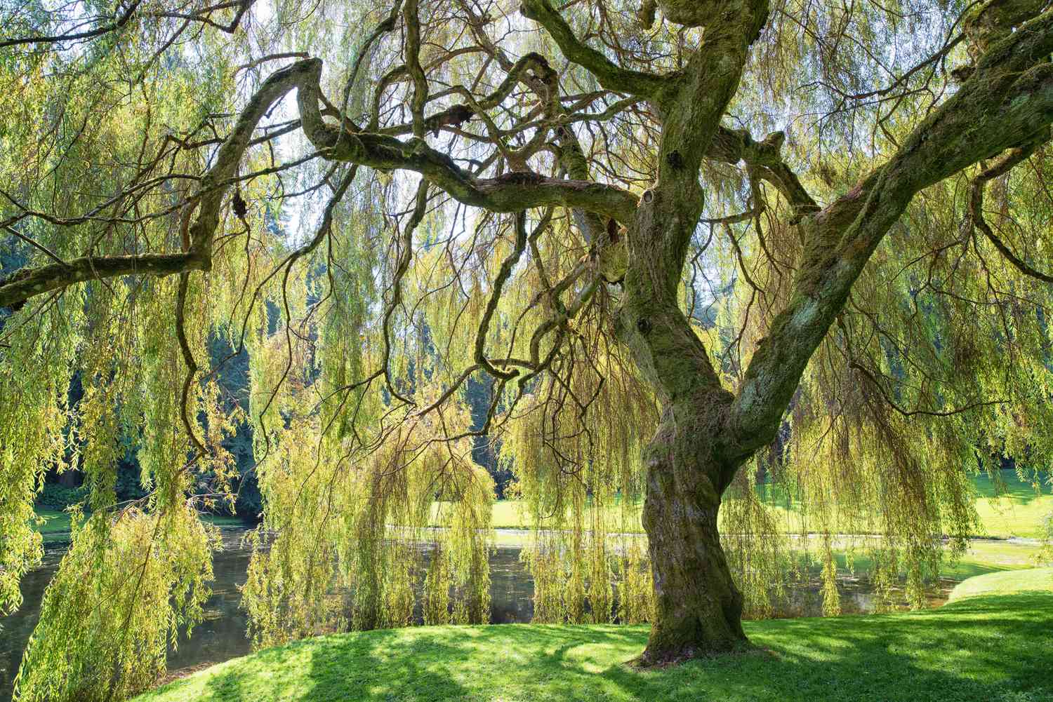 18-interesting-facts-about-willow-trees