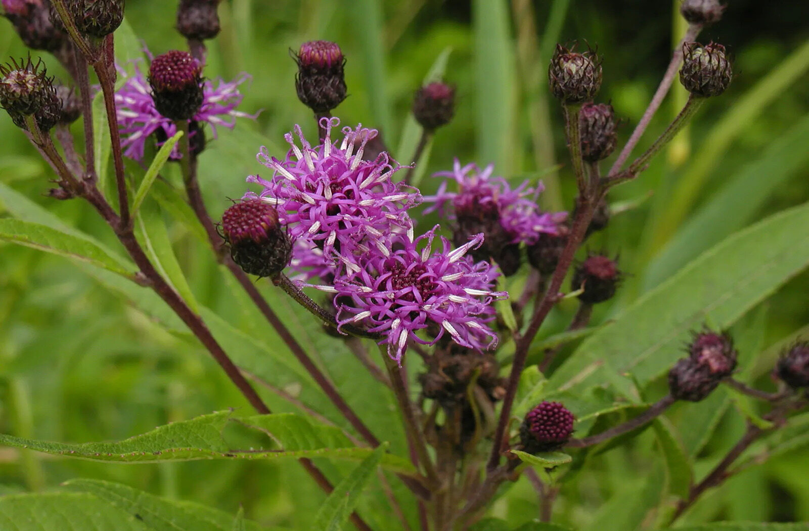 18-ironweed-plant-facts