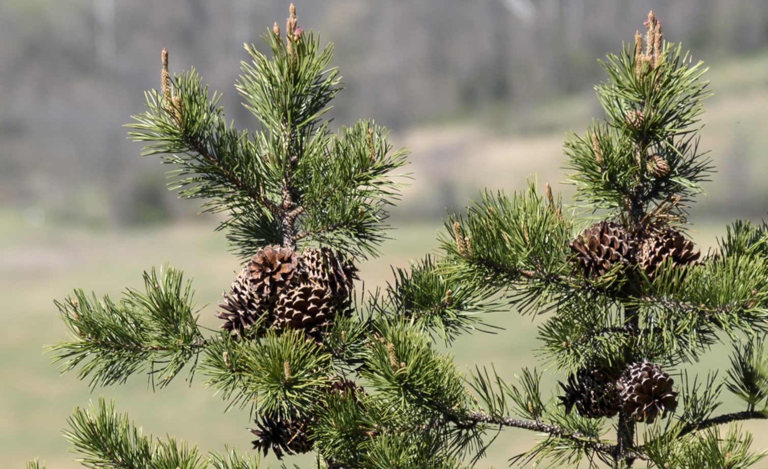 18-mountain-pine-tree-facts
