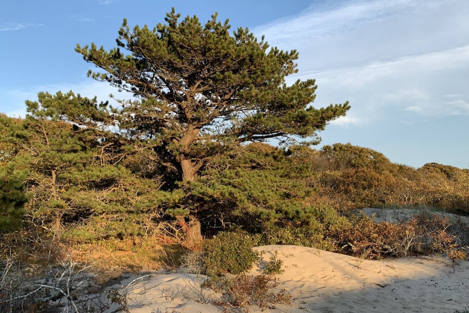 18-pitch-pine-tree-facts