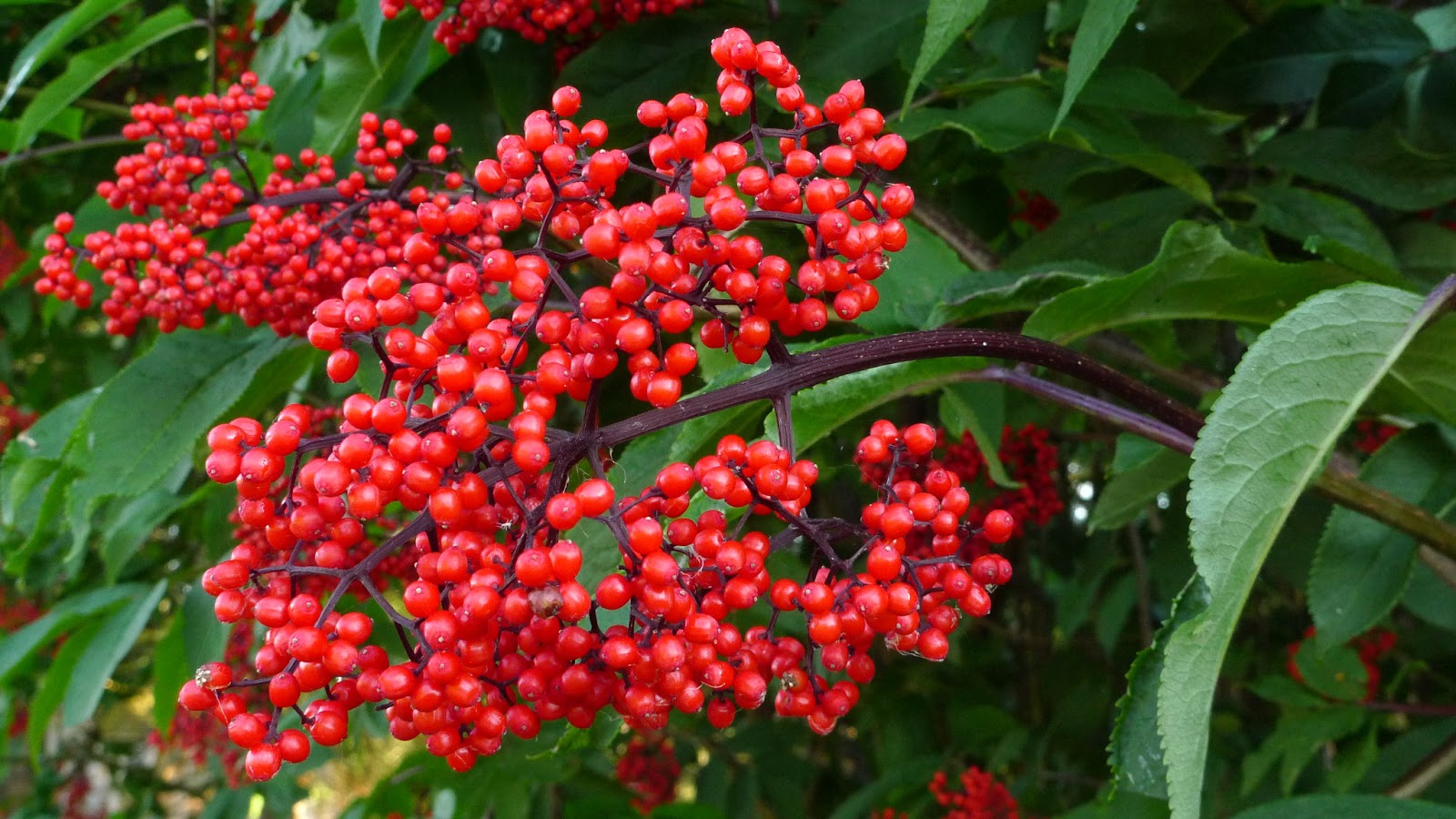 18-red-elderberry-facts