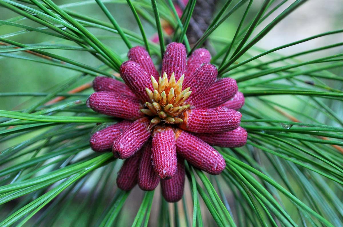 18-red-pine-tree-facts