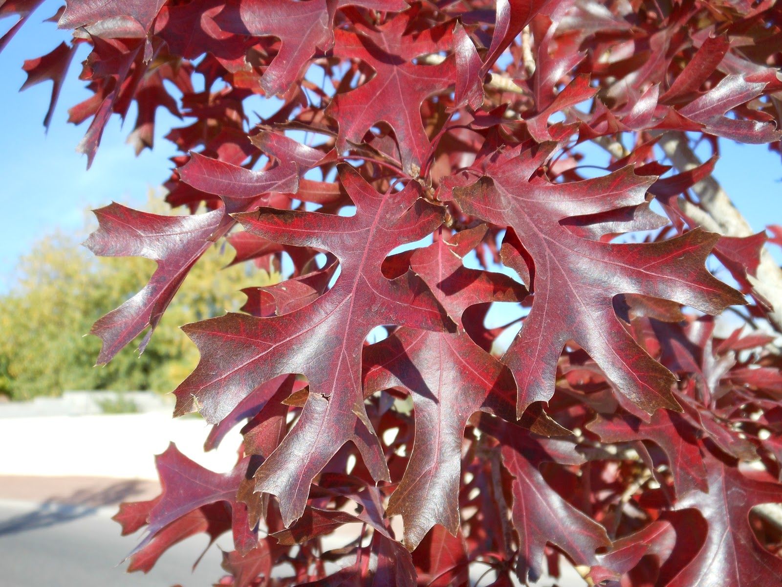 18-texas-red-oak-tree-facts
