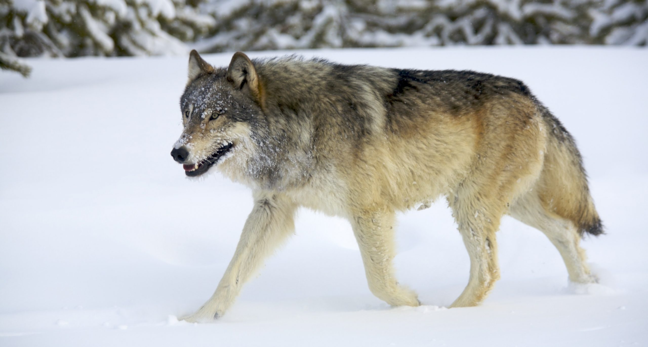 19-amazing-grey-wolf-facts