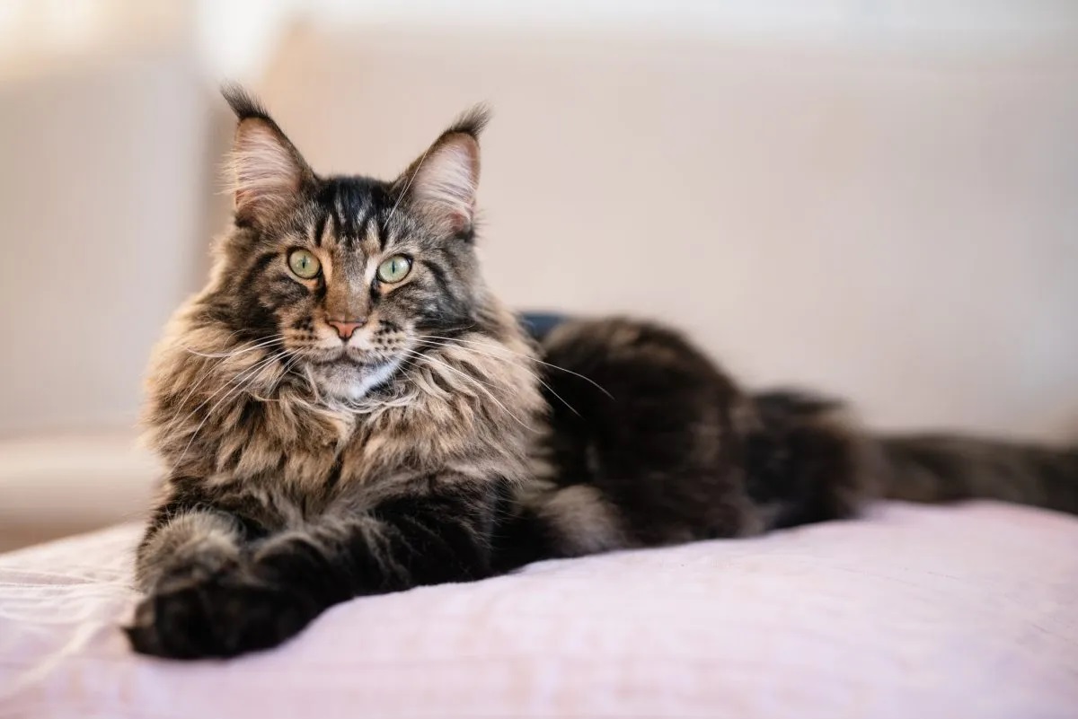 19-amazing-maine-coon-facts