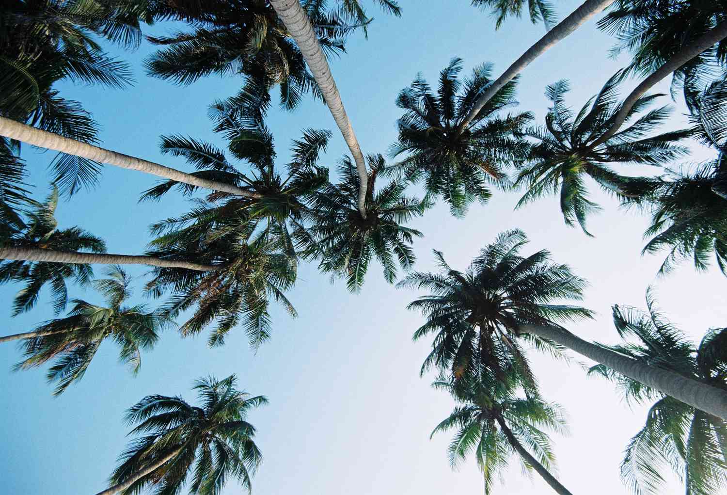 19 Best Facts About Palm Tree 