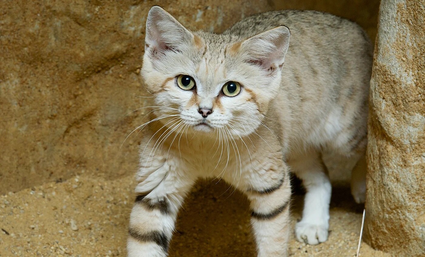 19-best-facts-about-the-sand-cat