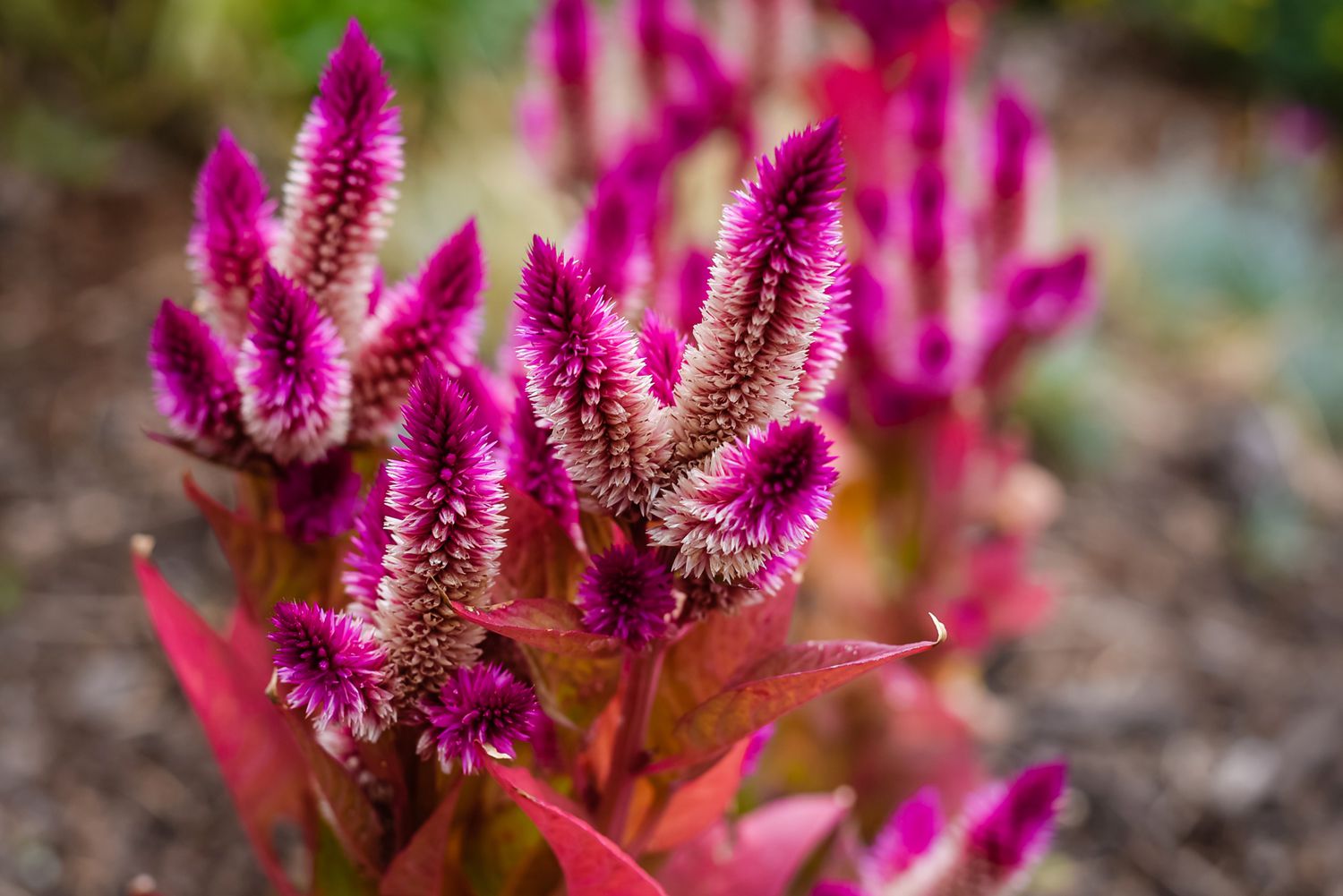 19-celosia-flower-facts