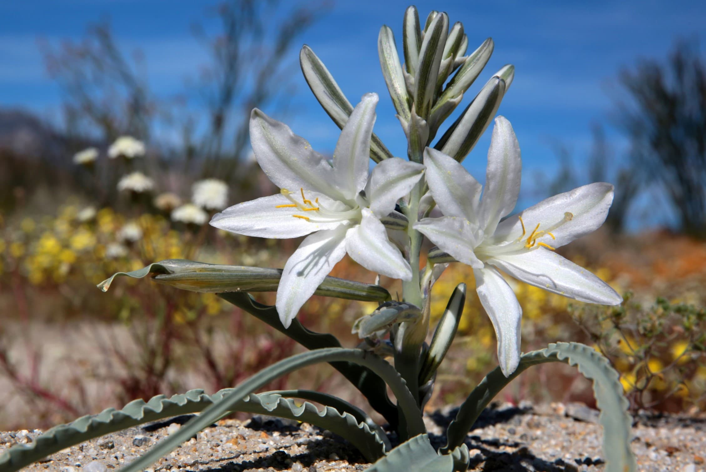 19-desert-lily-facts