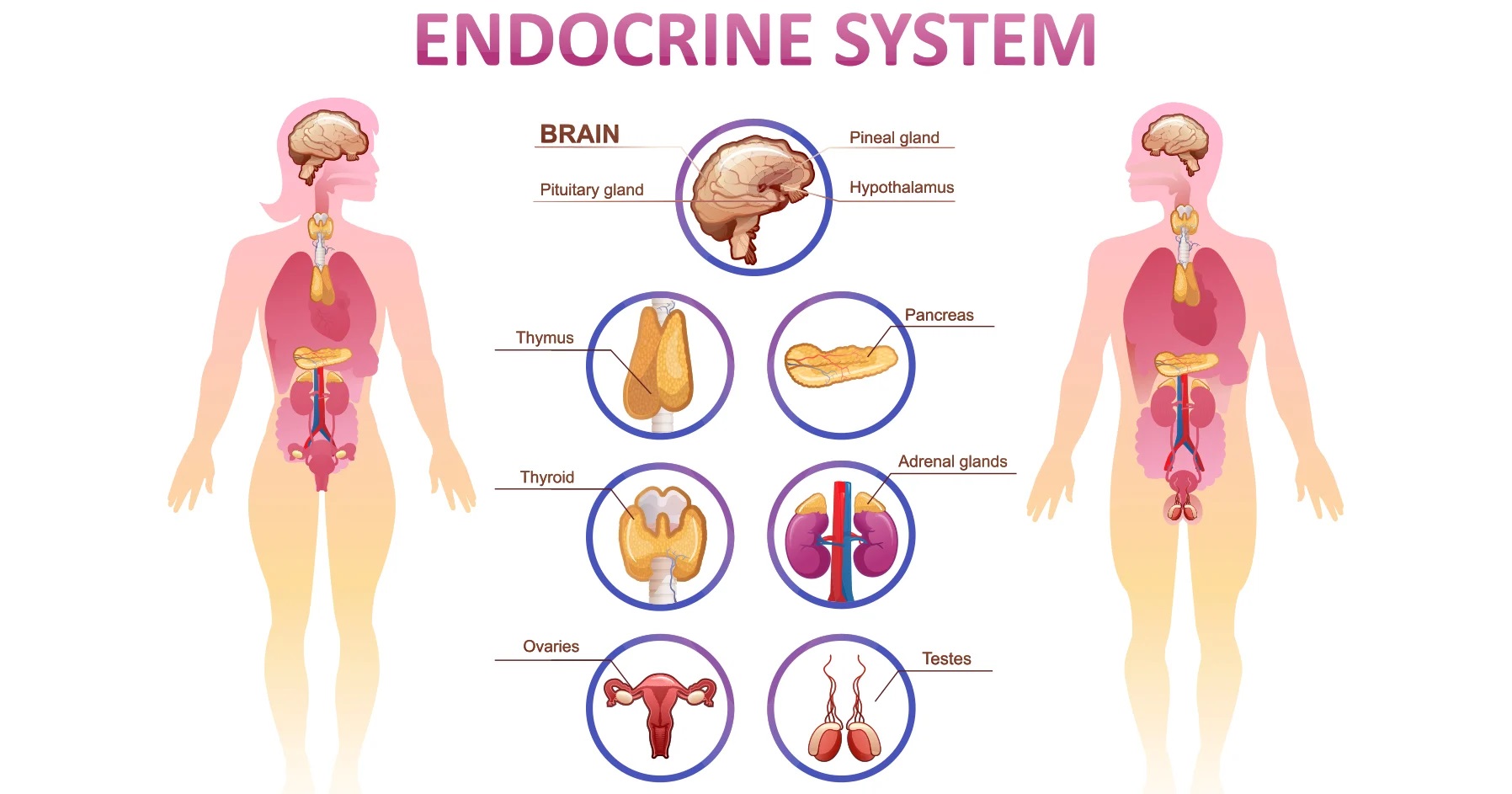 19-endocrine-fun-facts