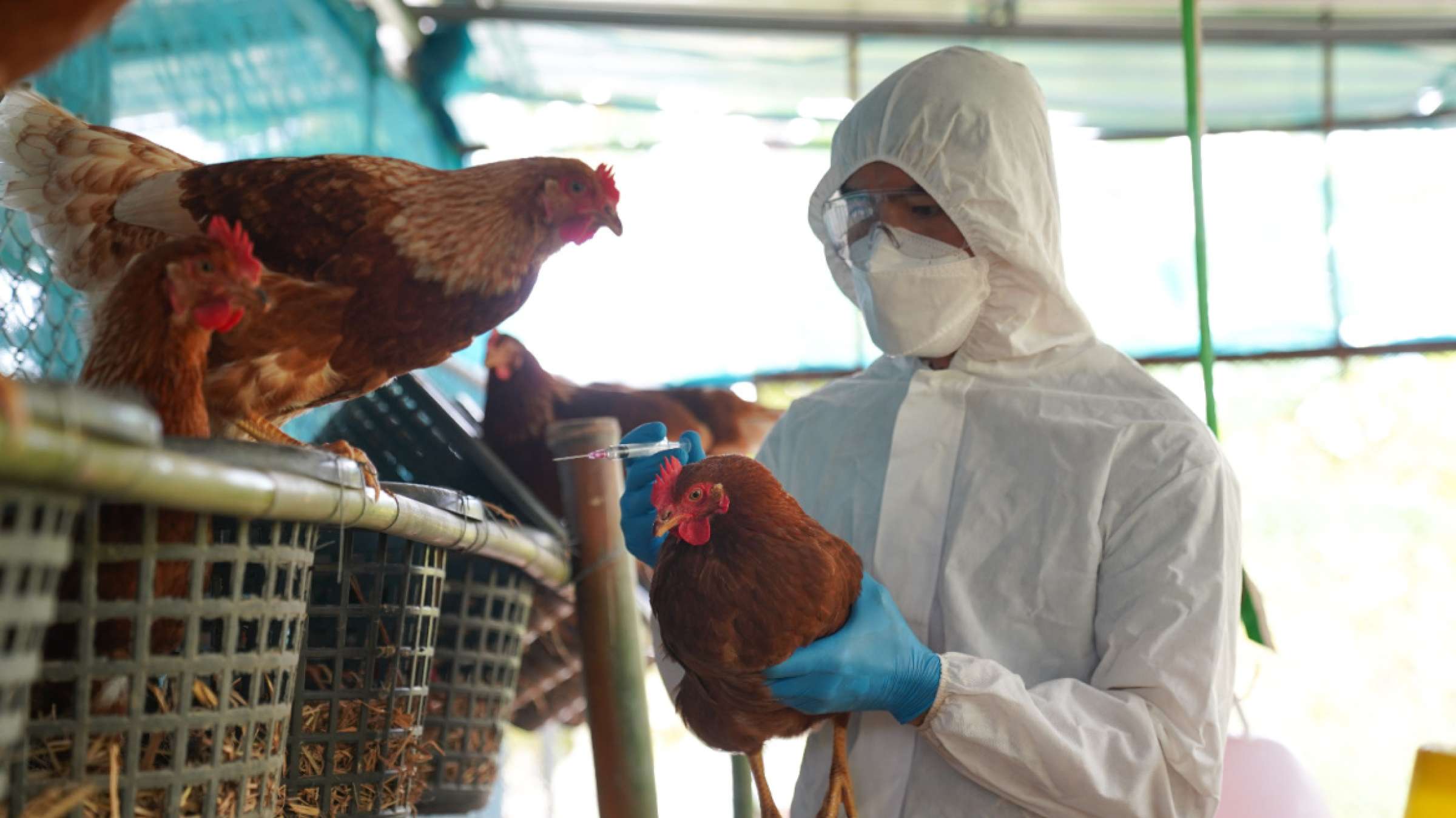 19 Facts About Bird Flu