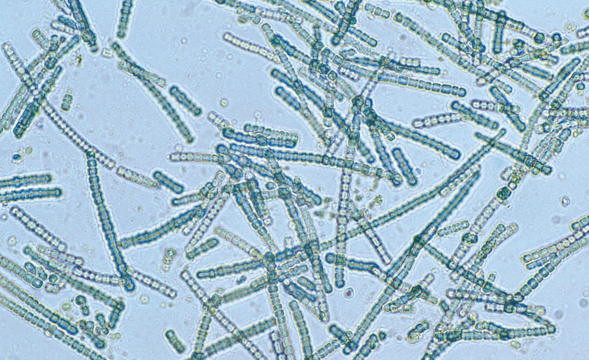 19-facts-about-cyanobacteria