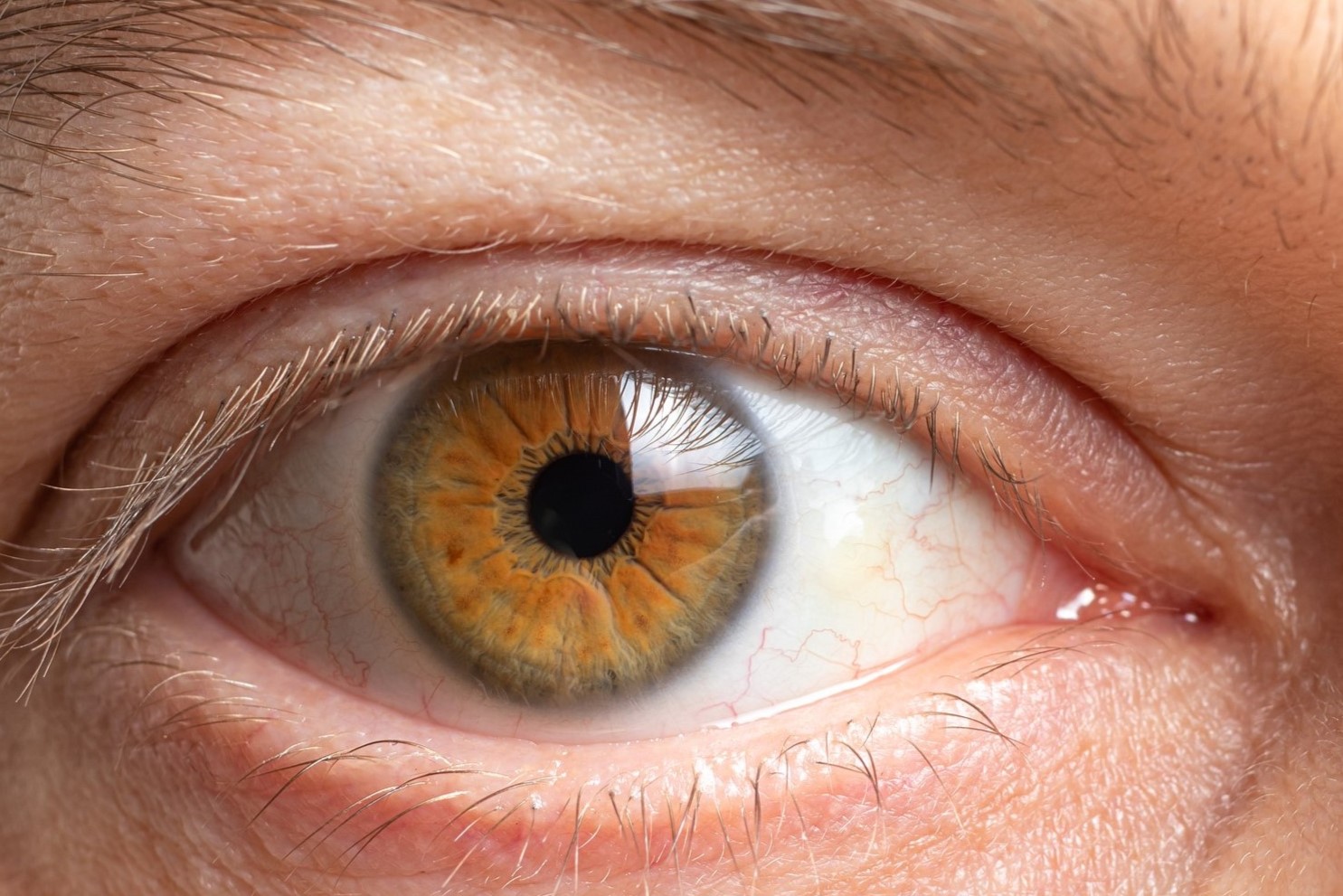 19-facts-about-the-cornea