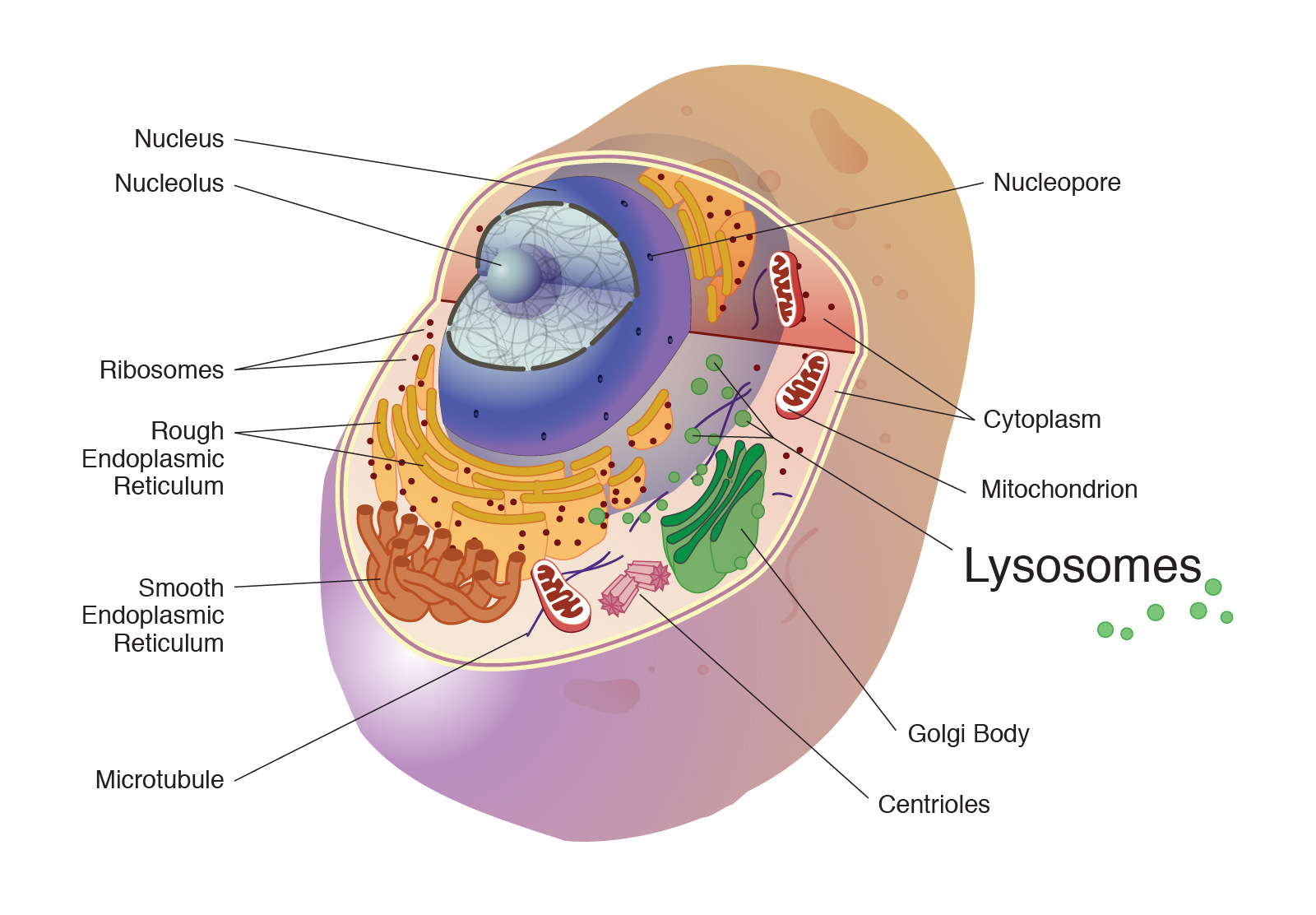 19-facts-about-the-lysosome