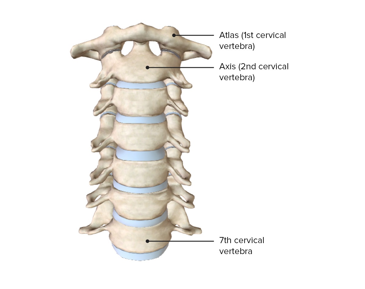 19-facts-about-vertebrae