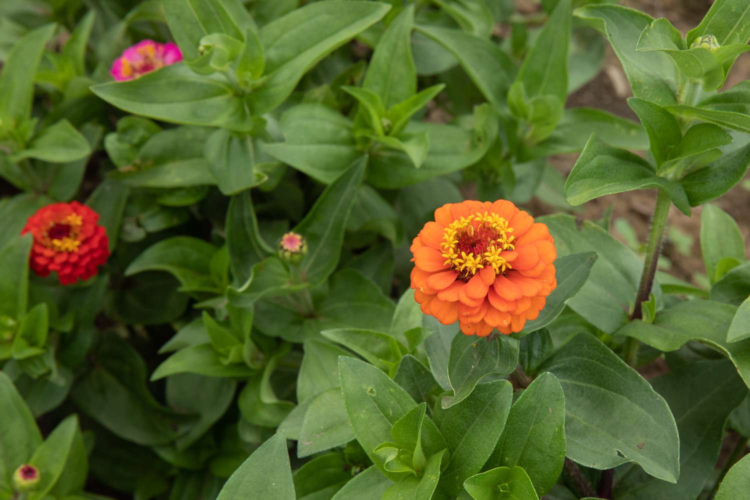 19-facts-about-zinnias