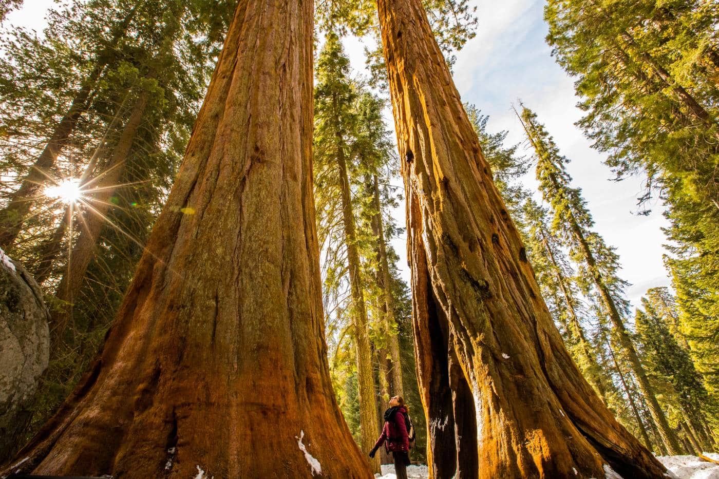 19-fun-facts-about-sequoia-national-park