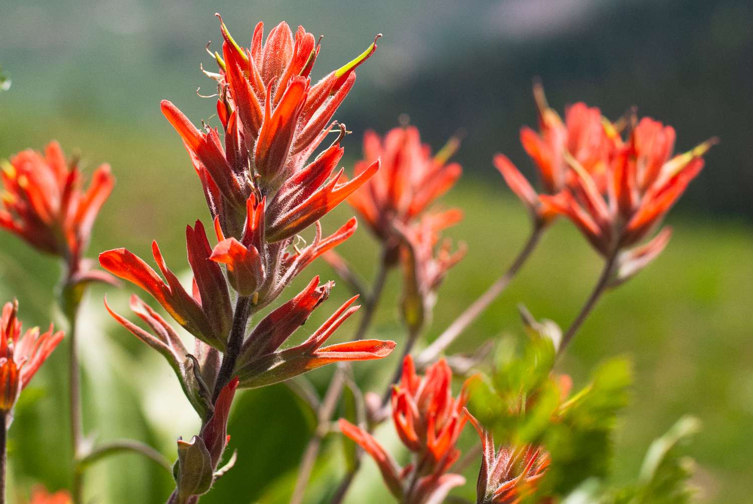 19-indian-paintbrush-flower-facts
