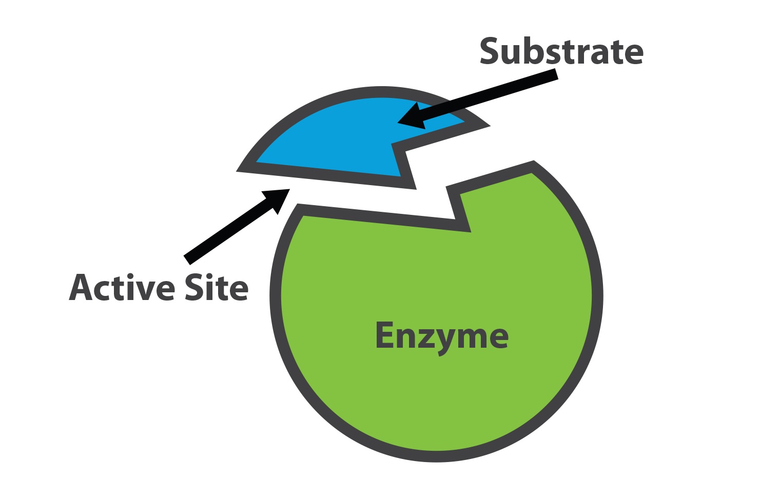 19-interesting-facts-about-enzymes