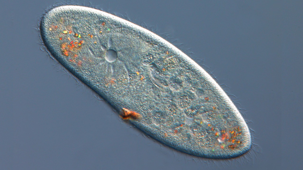 19-paramecium-aurelia-facts