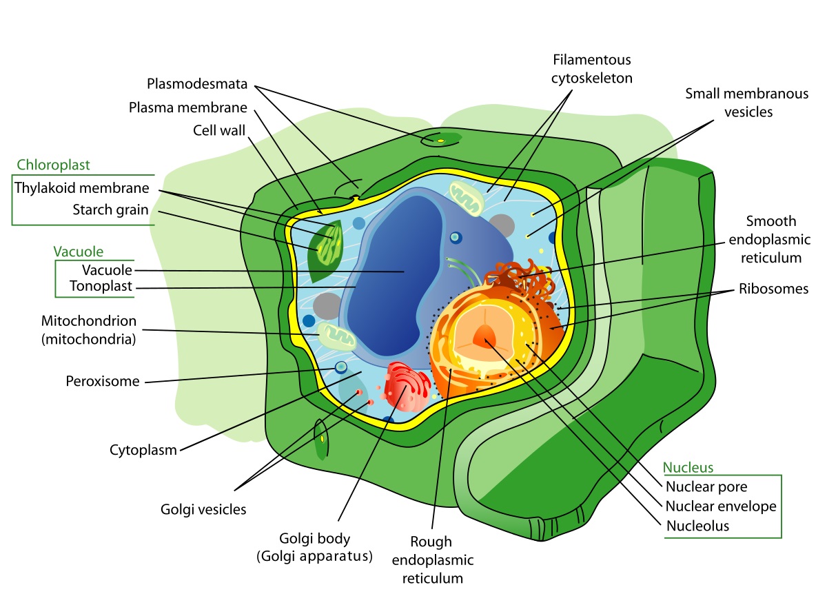 19-plant-cell-fun-facts