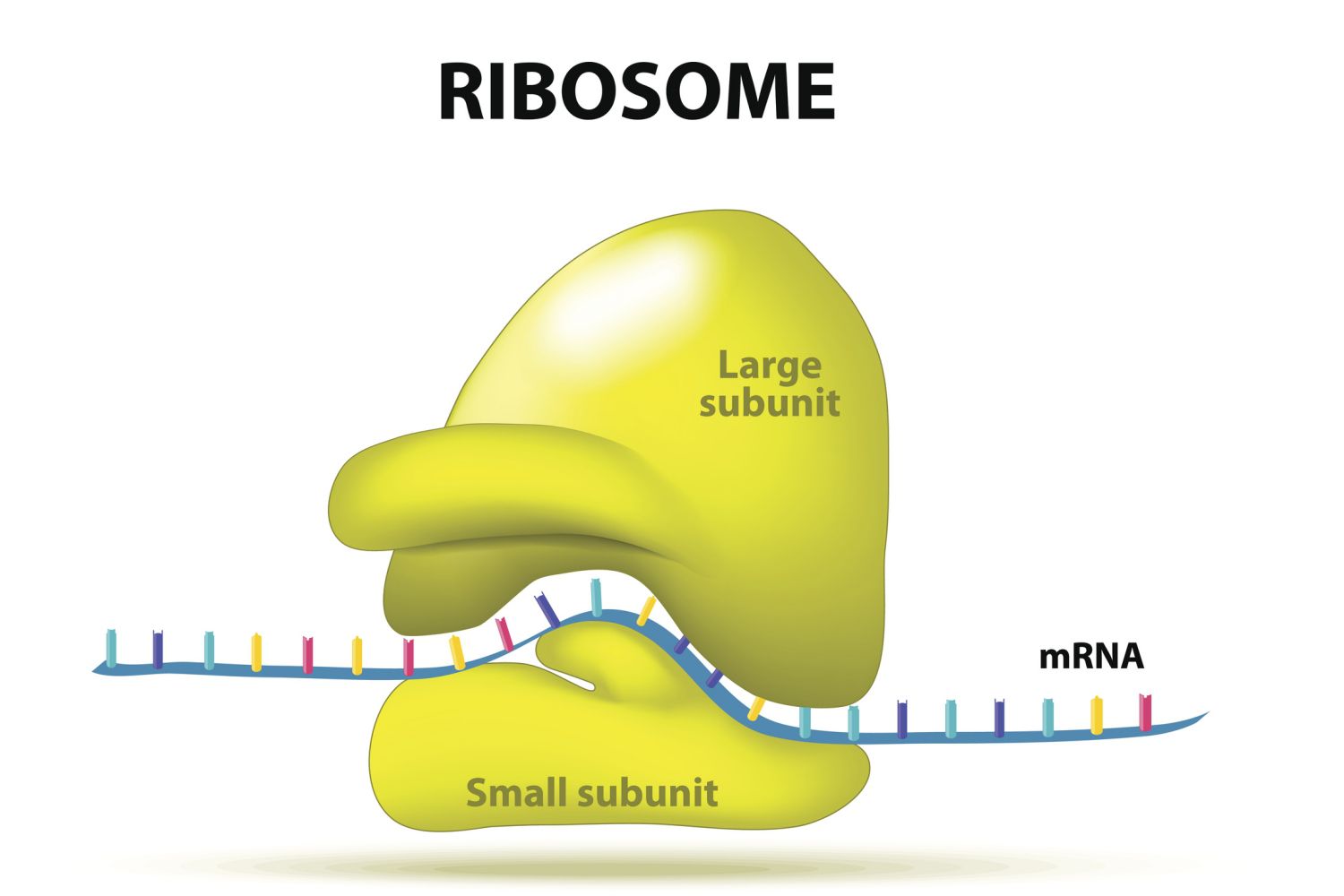 19-ribosome-fun-facts