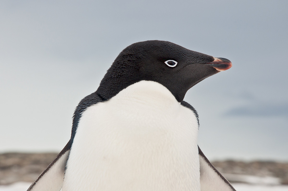 20-amazing-adelie-penguin-facts