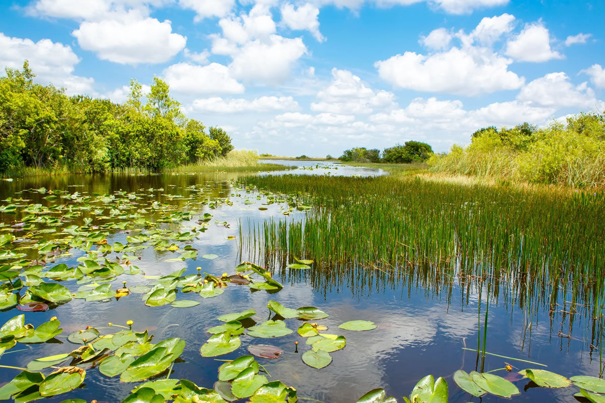 20-amazing-facts-on-the-everglades