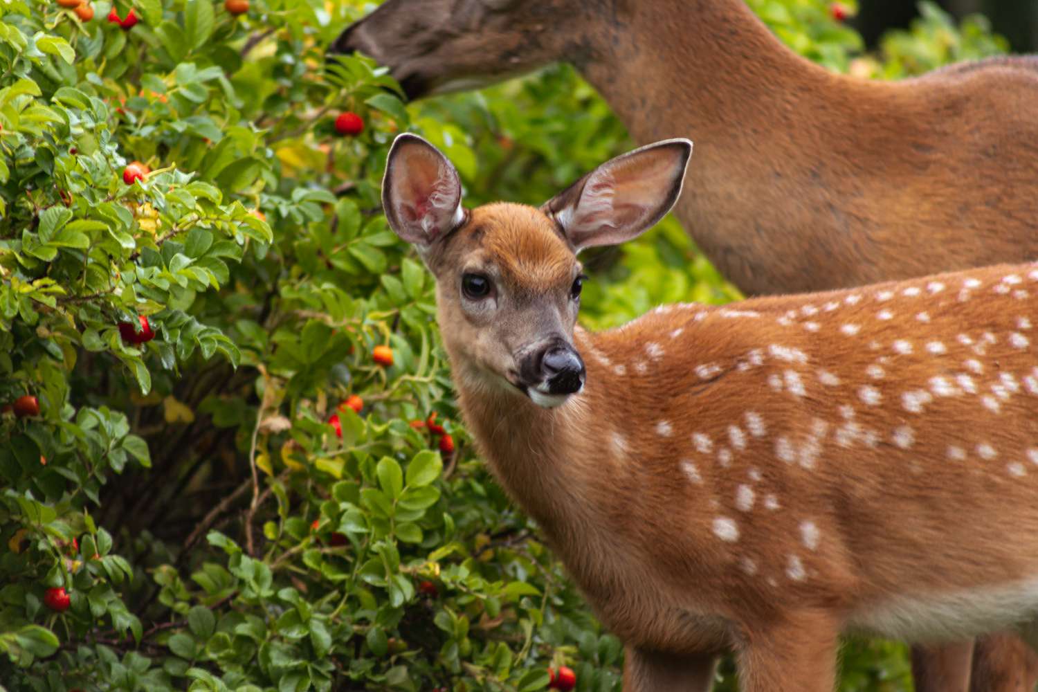 20-best-facts-about-white-tailed-deer