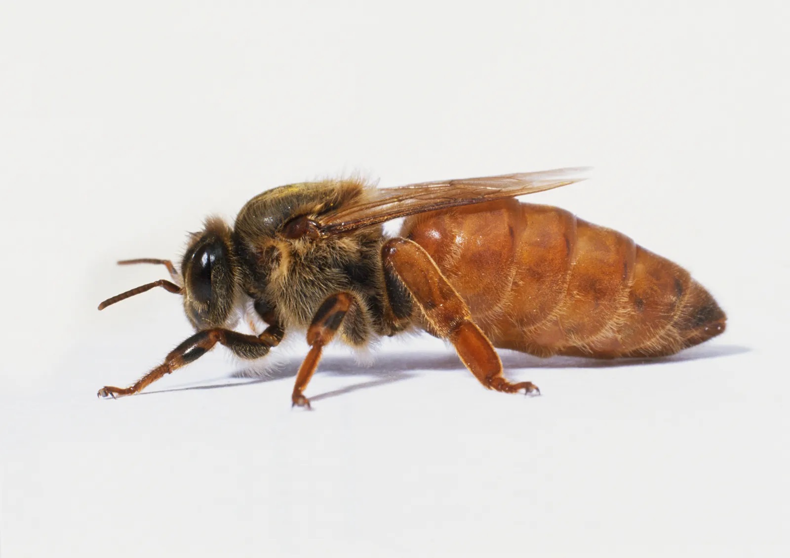 20 Best Queen Bee Facts - Facts.net