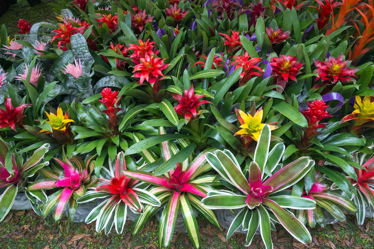 20-facts-about-bromeliads
