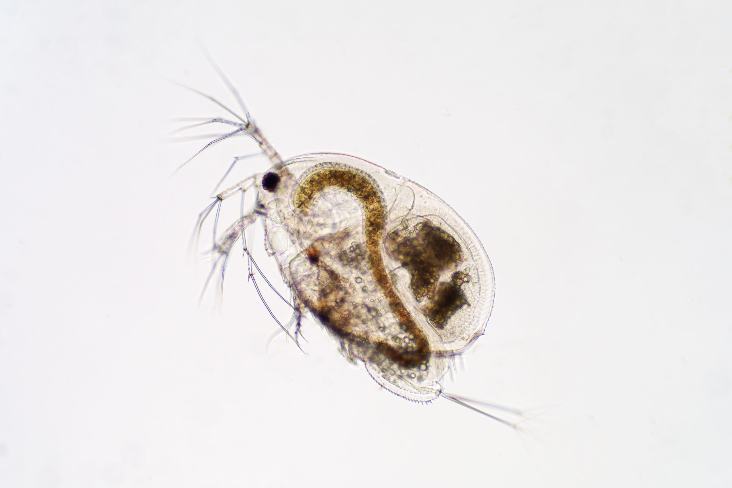 20-facts-about-daphnia