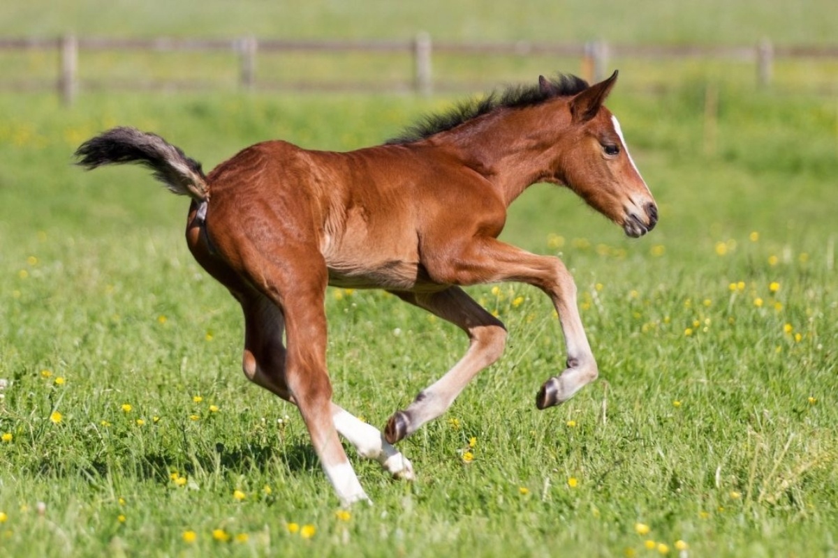 20-facts-about-foals