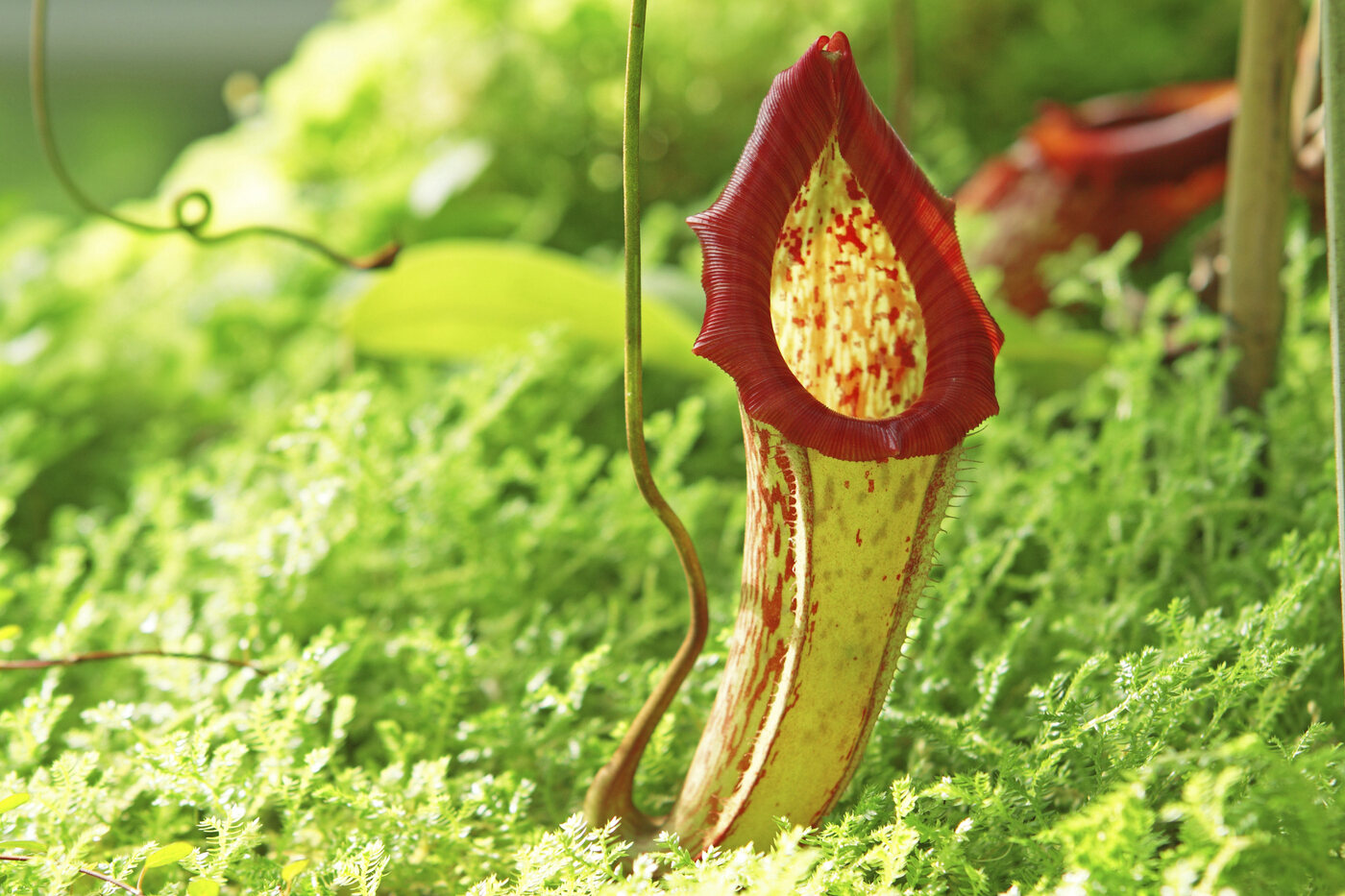 20-facts-about-pitcher-plants