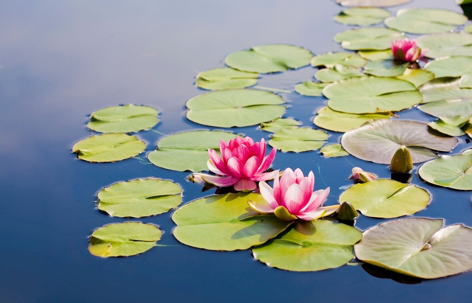 20-facts-about-the-lotus-flower