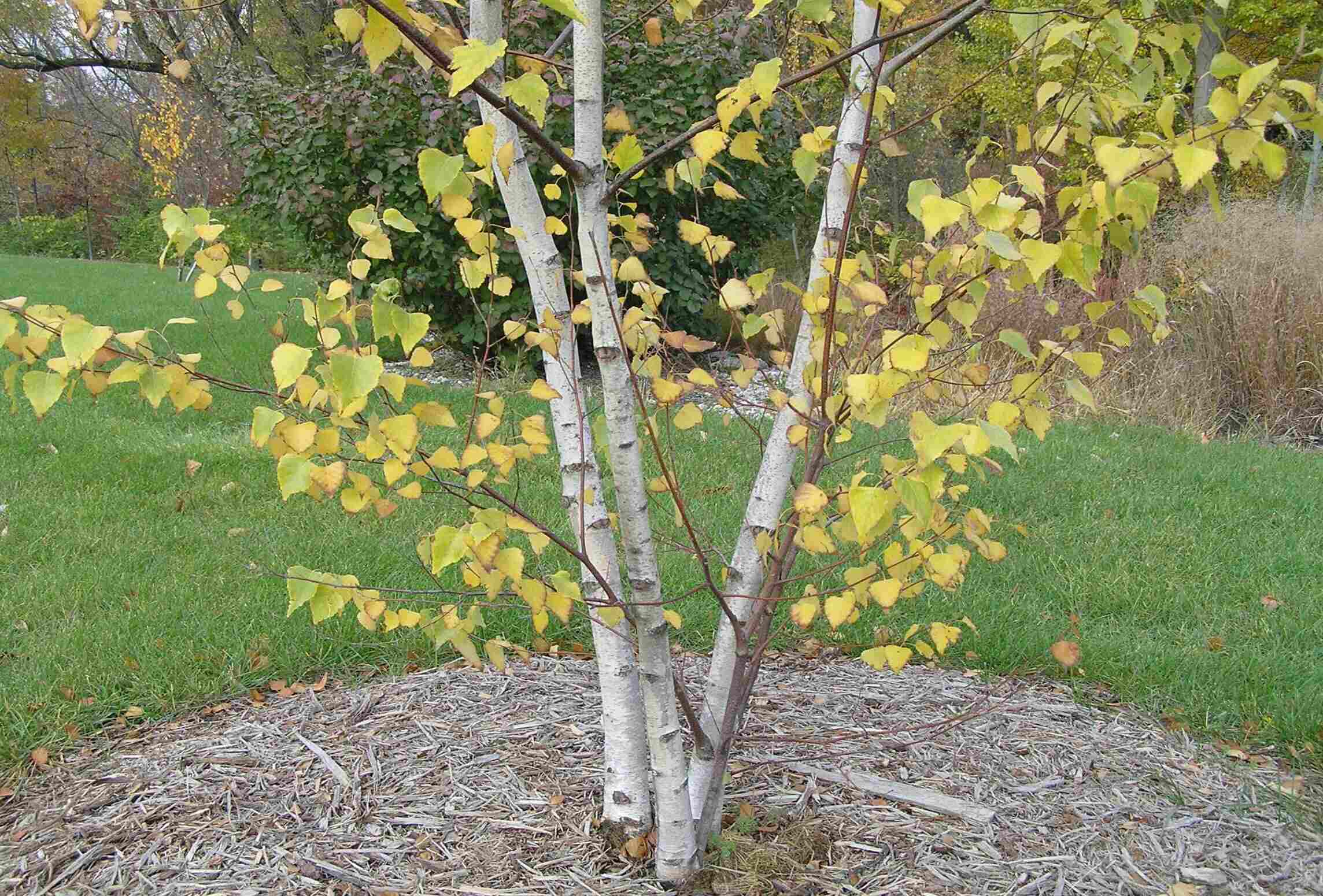 20-gray-birch-tree-facts
