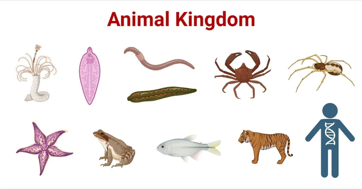 20-interesting-facts-about-animalia-kingdom