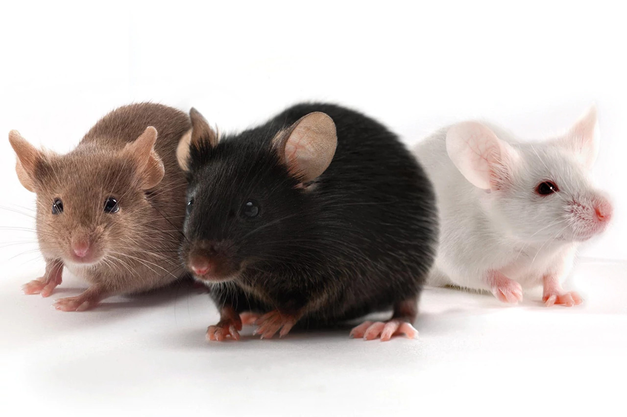 20-interesting-facts-about-mice