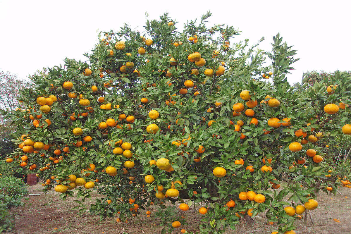 20-interesting-facts-about-orange-trees