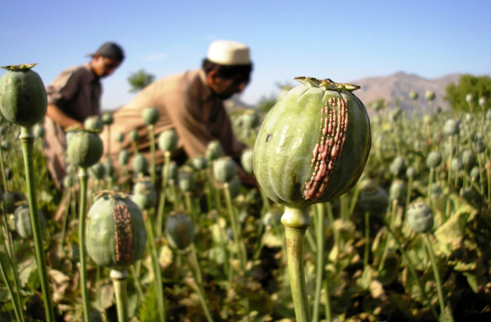 20-opium-plant-facts