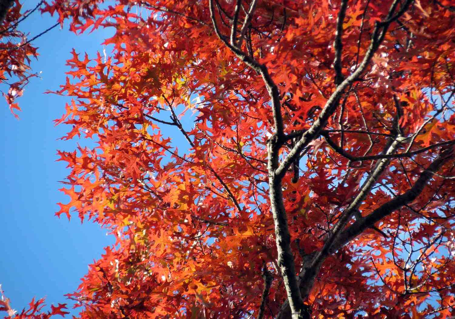 20-red-oak-tree-facts