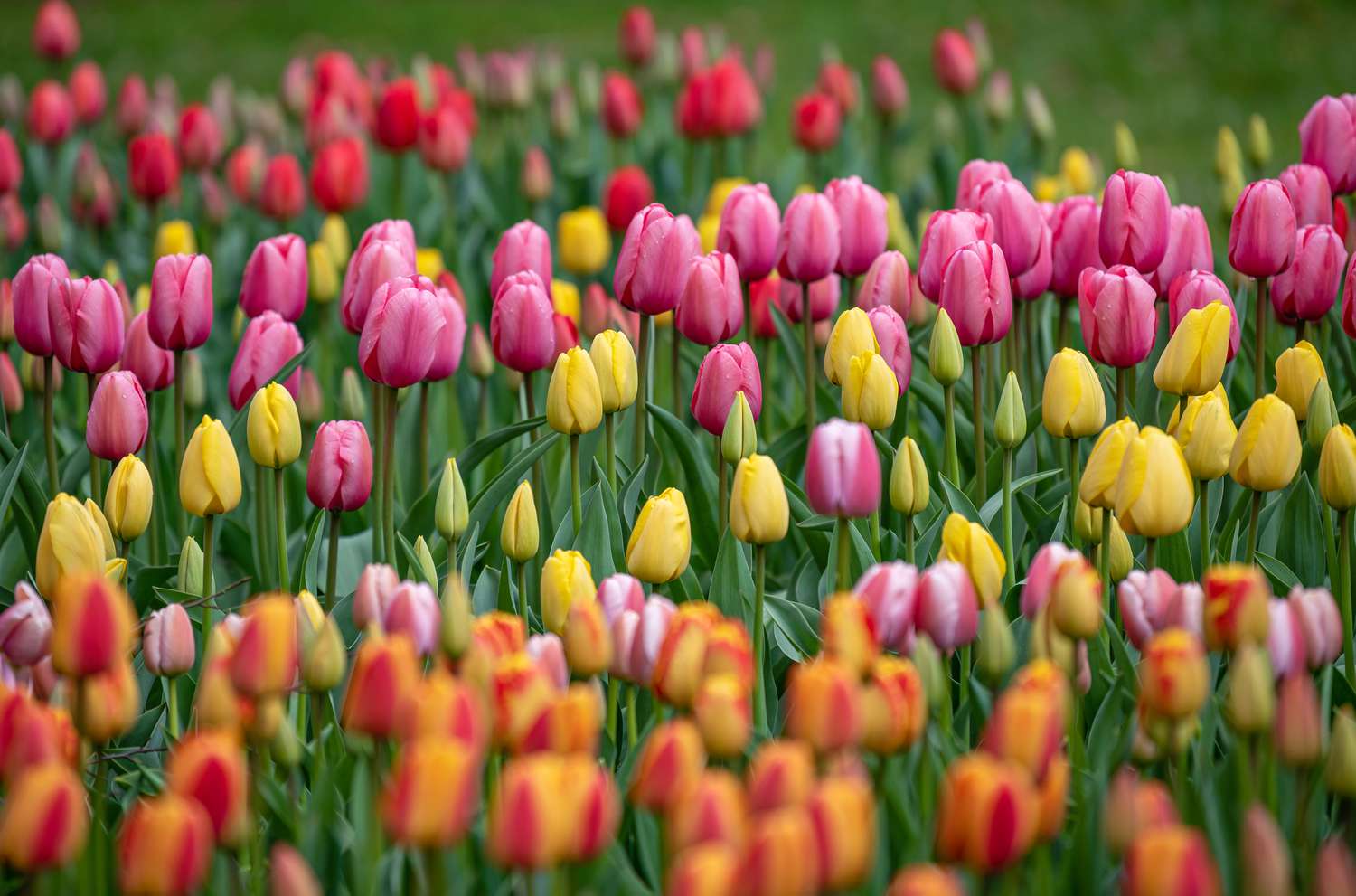 21-best-tulips-facts