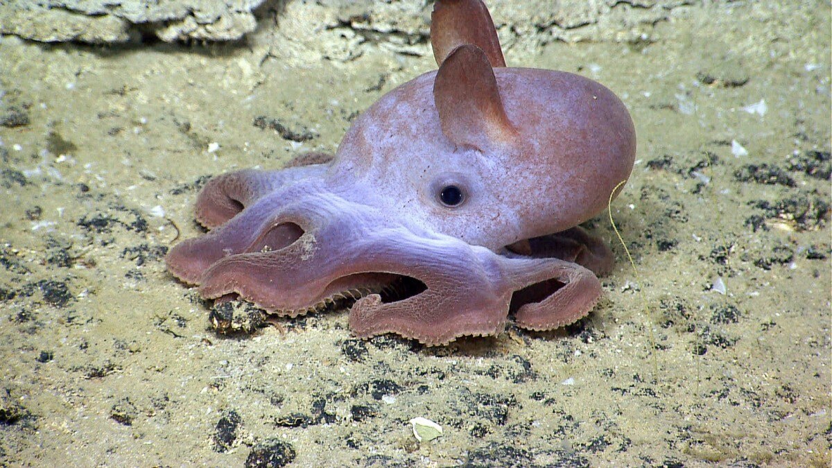 23-amazing-facts-about-dumbo-octopuses