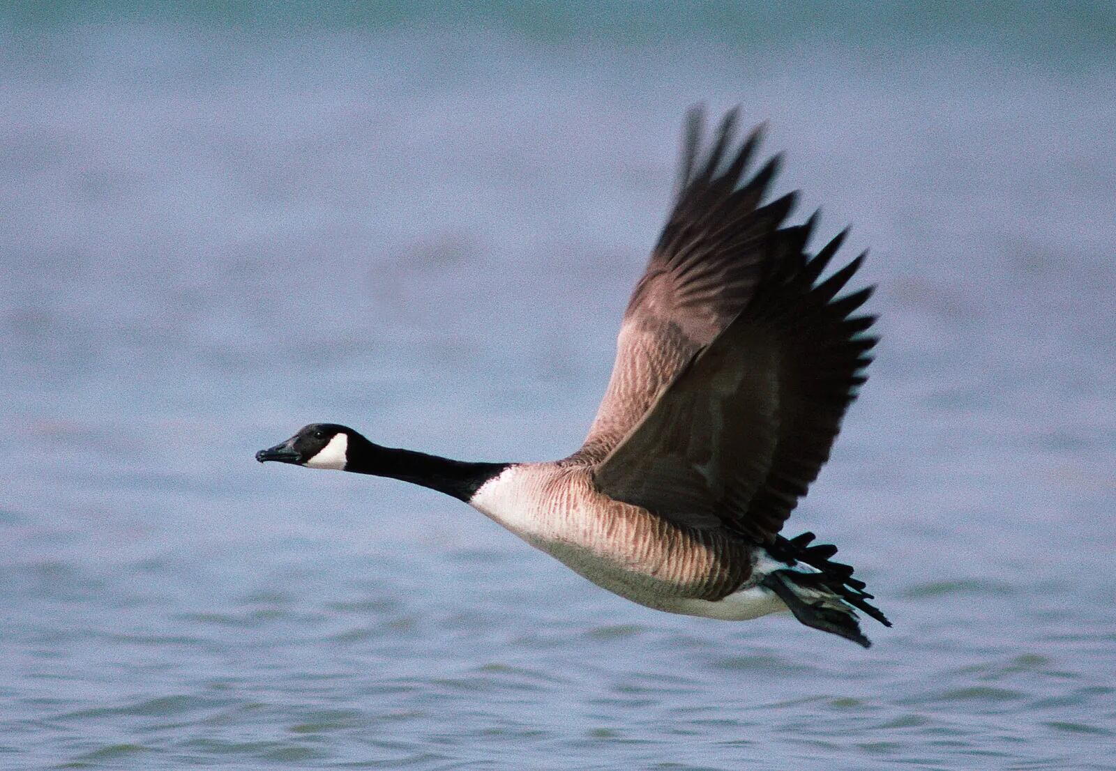 23-great-canada-geese-facts