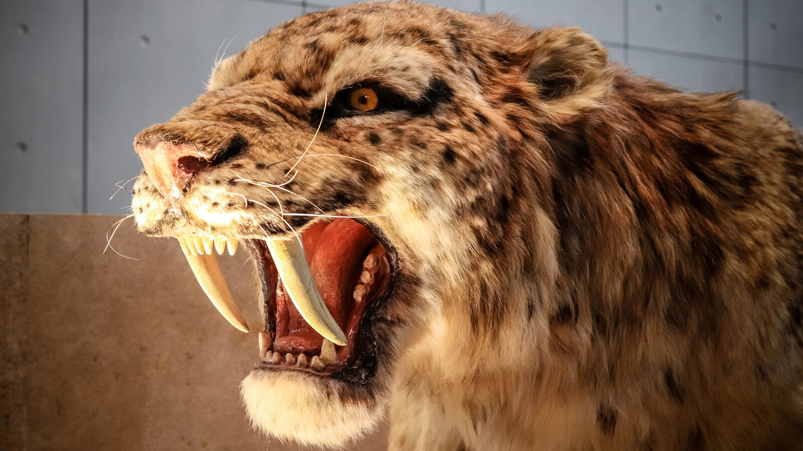 24-best-saber-toothed-tiger-facts