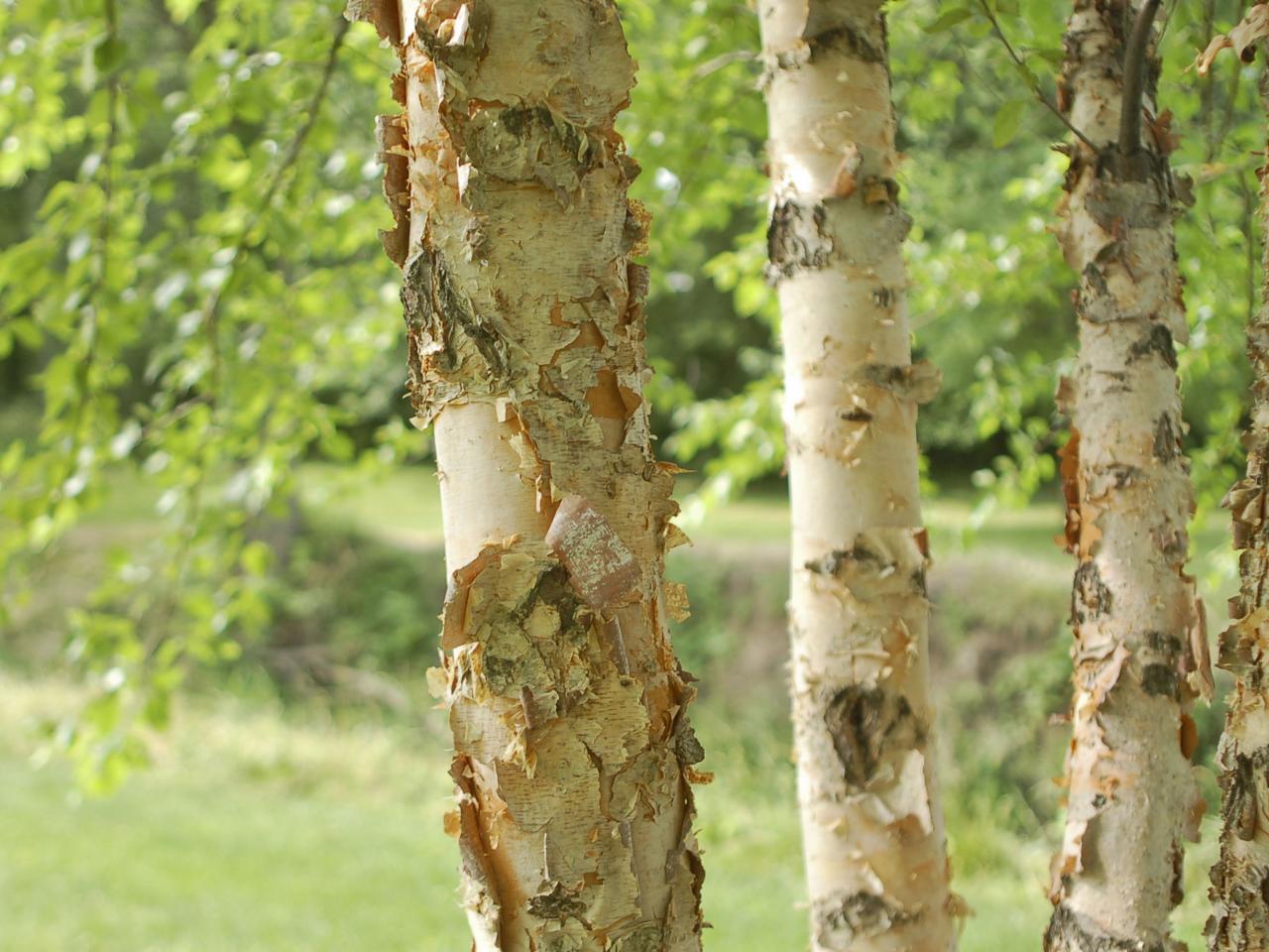 25-amazing-river-birch-trees-facts