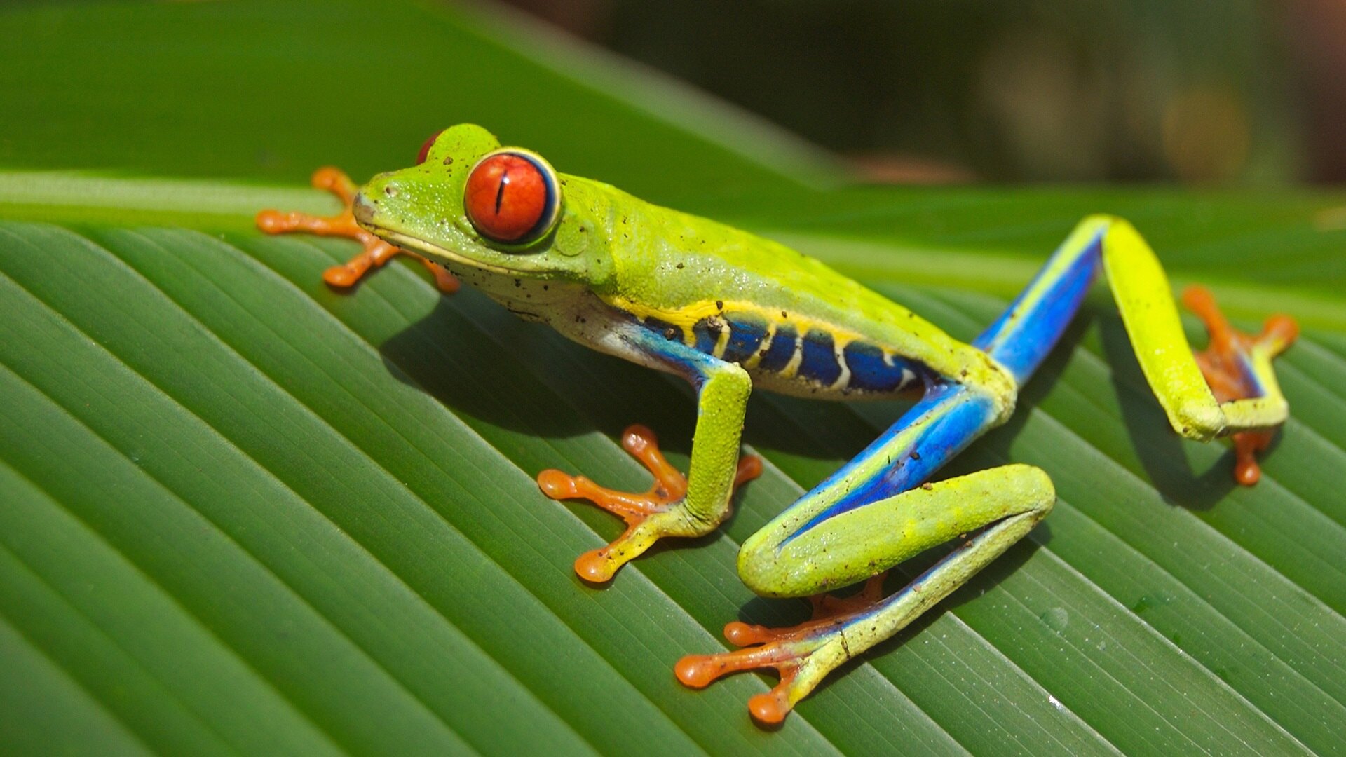 25-best-facts-about-a-tree-frog