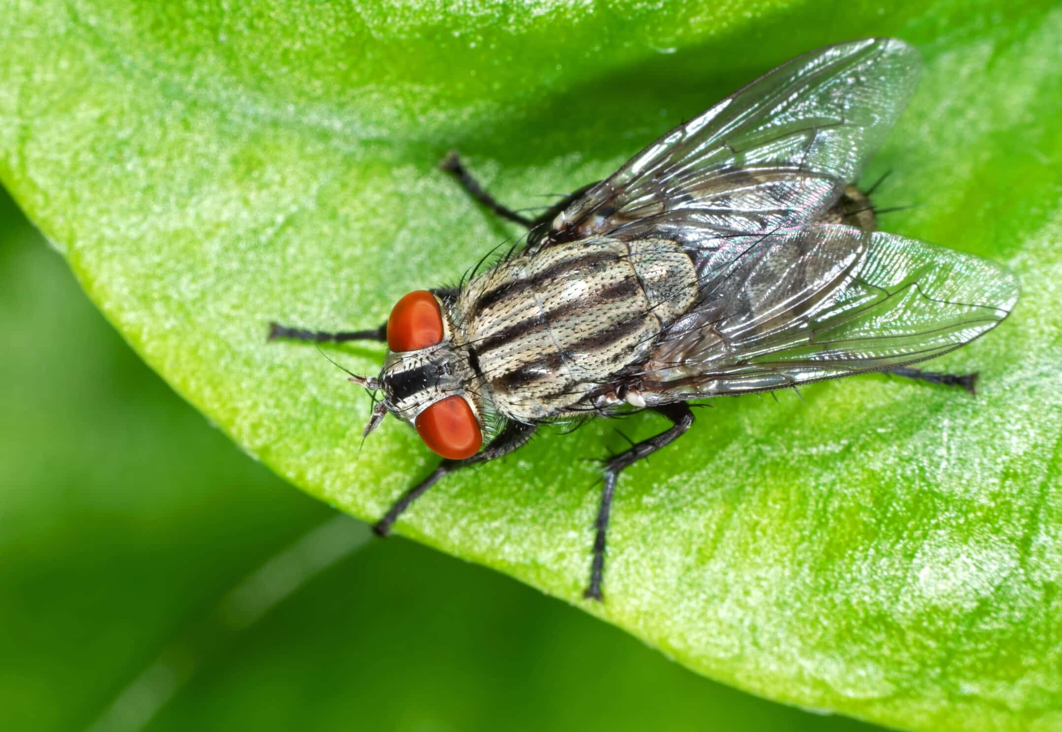 25-great-facts-about-fly