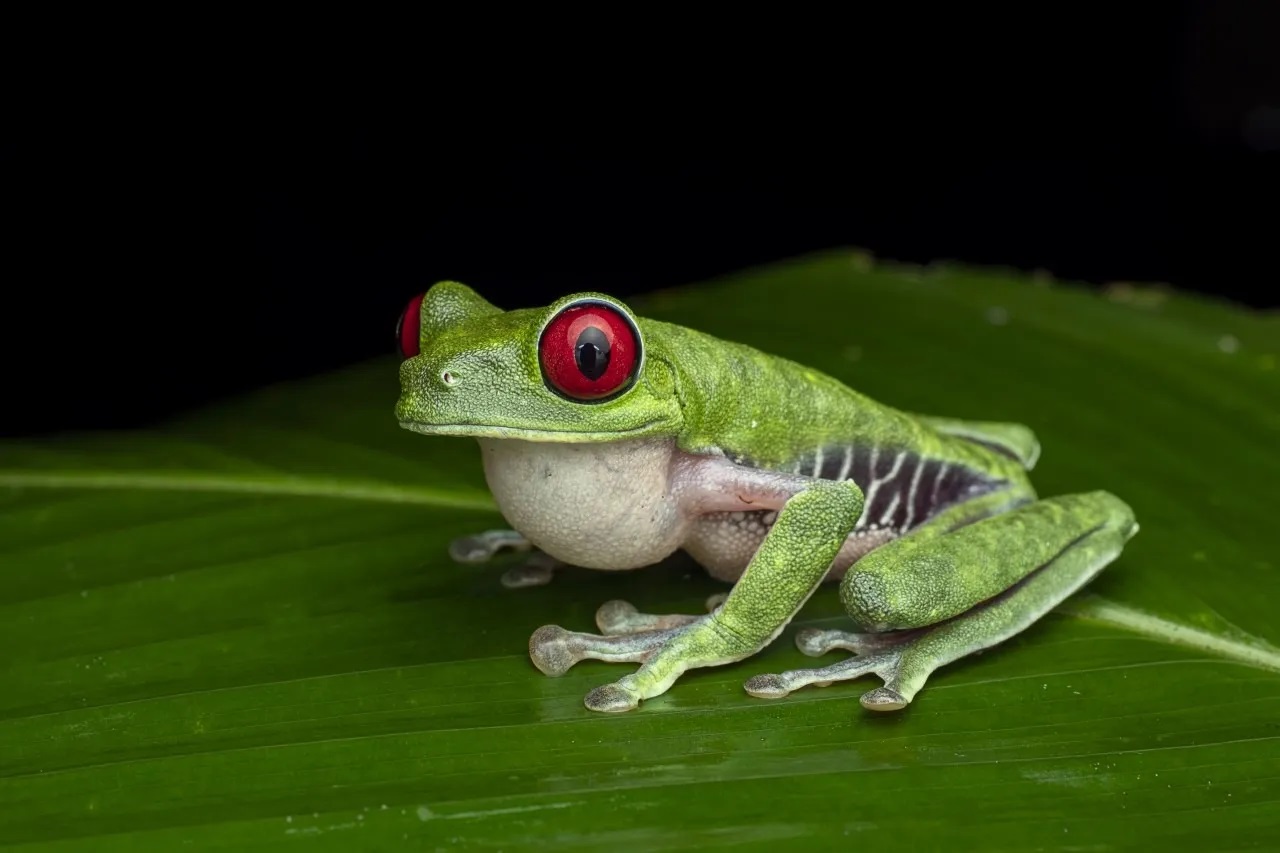 26-best-facts-about-the-red-eyed-tree-frog